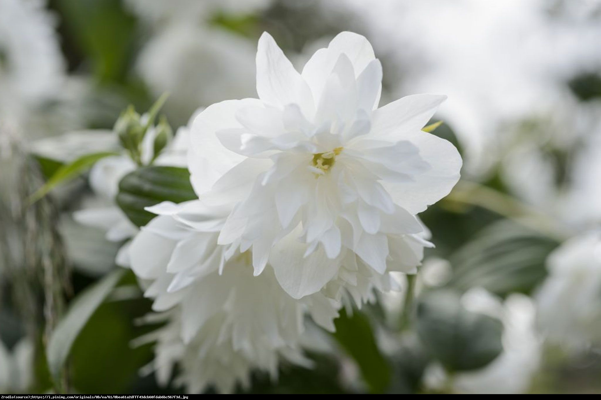 Jaśminowiec minnesota snowflake - philadelphus minnesota snowflake