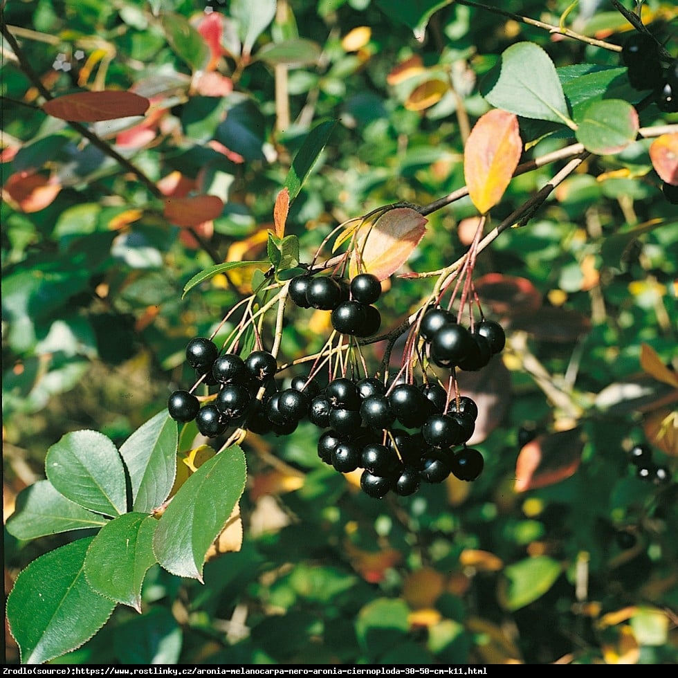 Aronia czarnoowocowa Nero - Aronia melanocarpa Nero