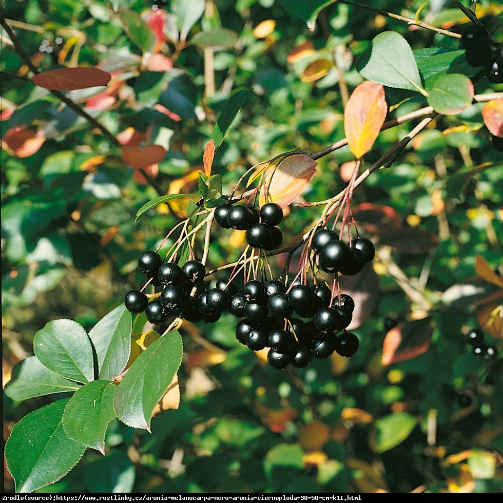 Aronia czarnoowocowa Nero - Aronia melanocarpa Nero