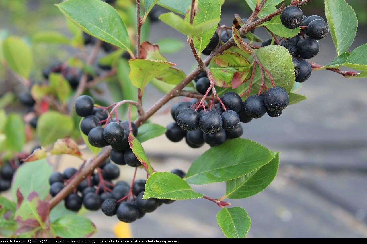 Aronia czarnoowocowa Nero - Aronia melanocarpa Nero