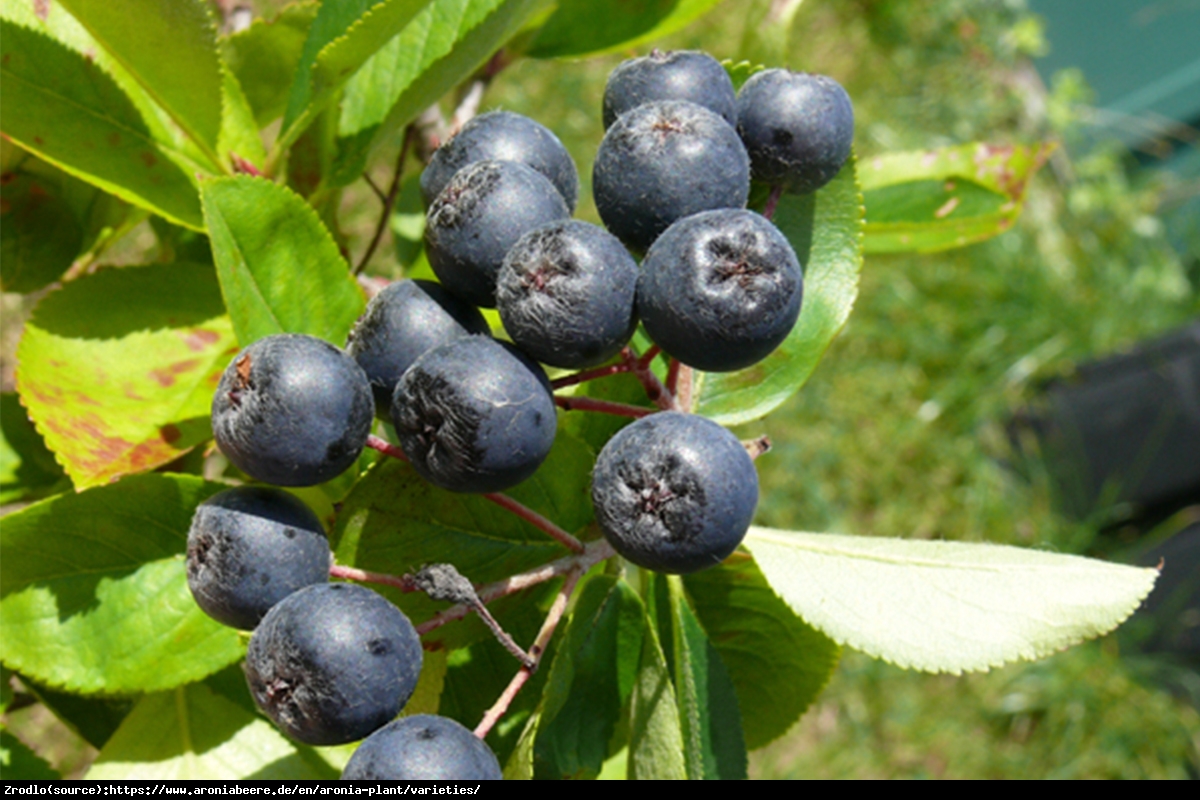 Aronia czarnoowocowa Nero - Aronia melanocarpa Nero