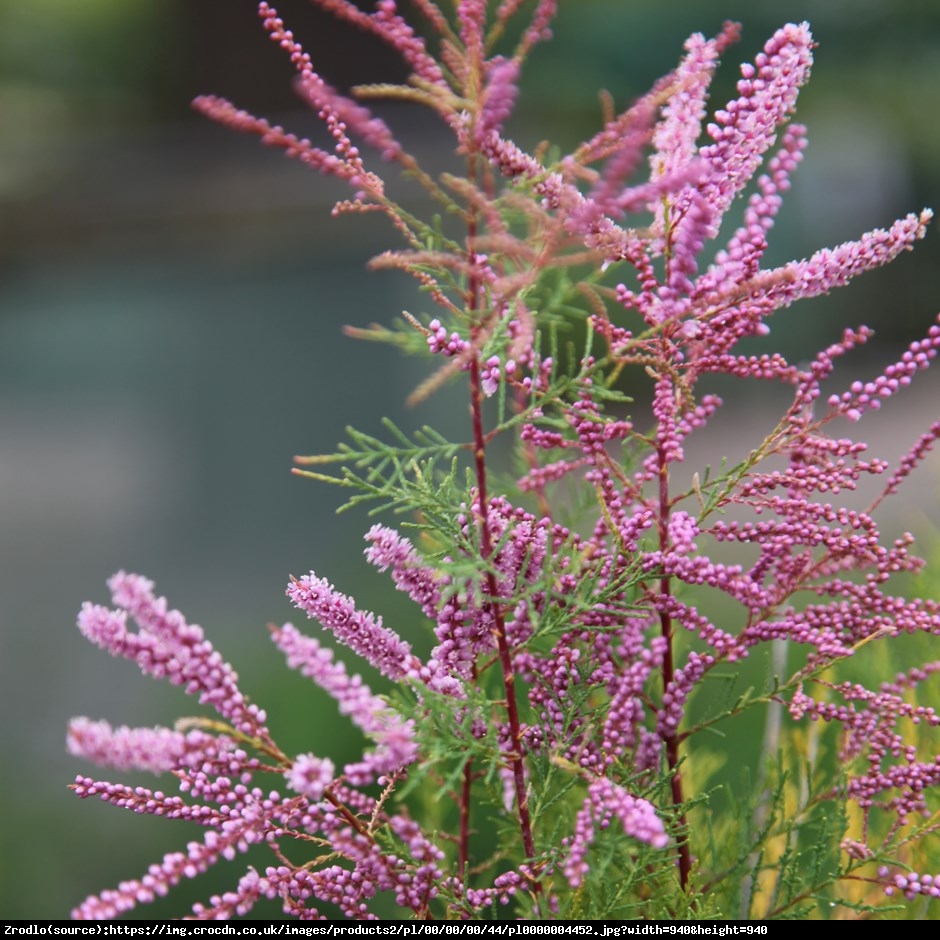 tamaryszek piecioprecikowy pink cascade - Tamarix ramosissima Pink Cascade