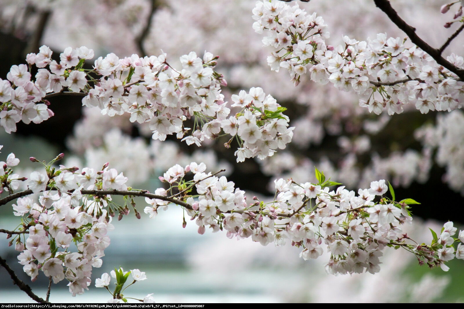 wiśnia nipponska brillant - Prunus nipponica Brillant