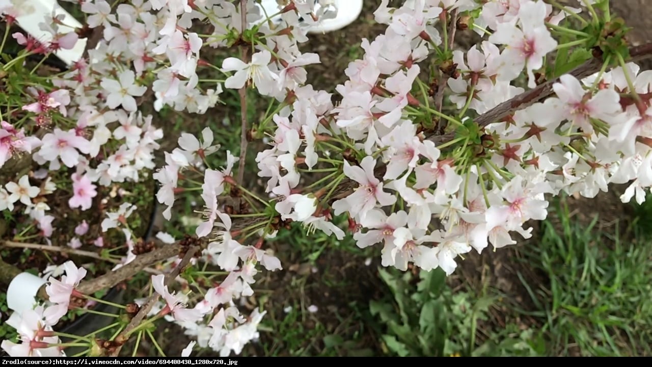 wiśnia nipponska brillant - Prunus nipponica Brillant