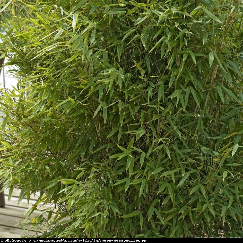Bambus Jumbo - Fargesia Murielae Jumbo