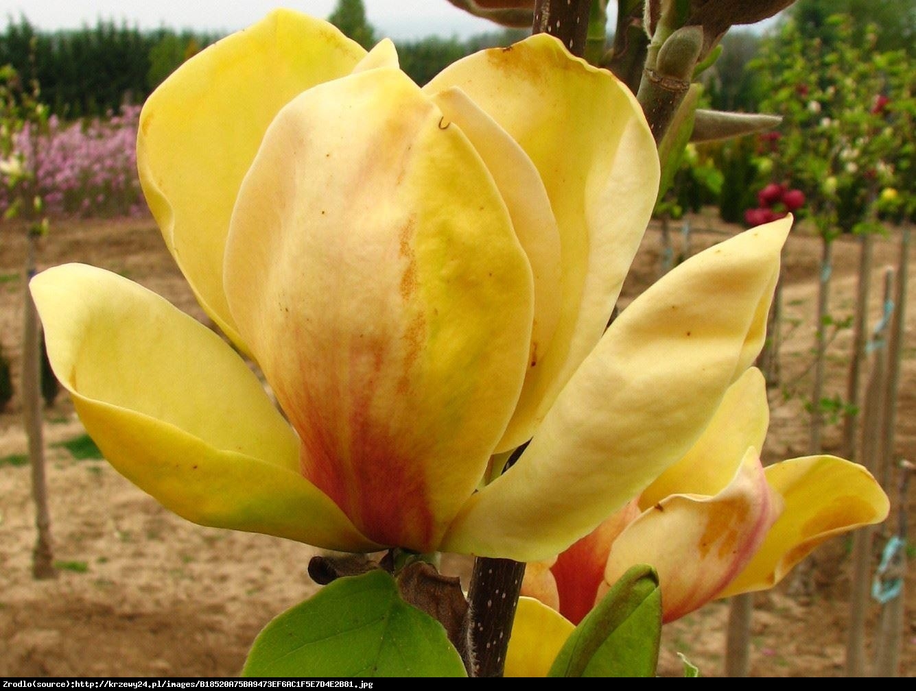 magnolia duża Sunsation - Magnolia Sunsation