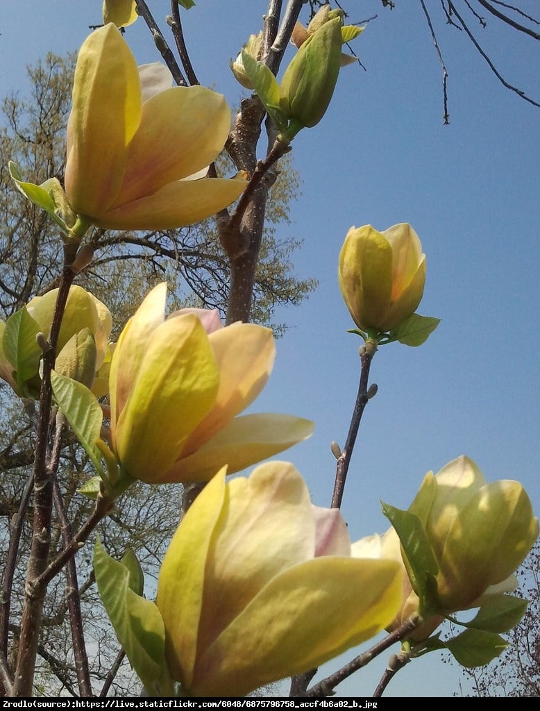 magnolia duża Sunsation - Magnolia Sunsation