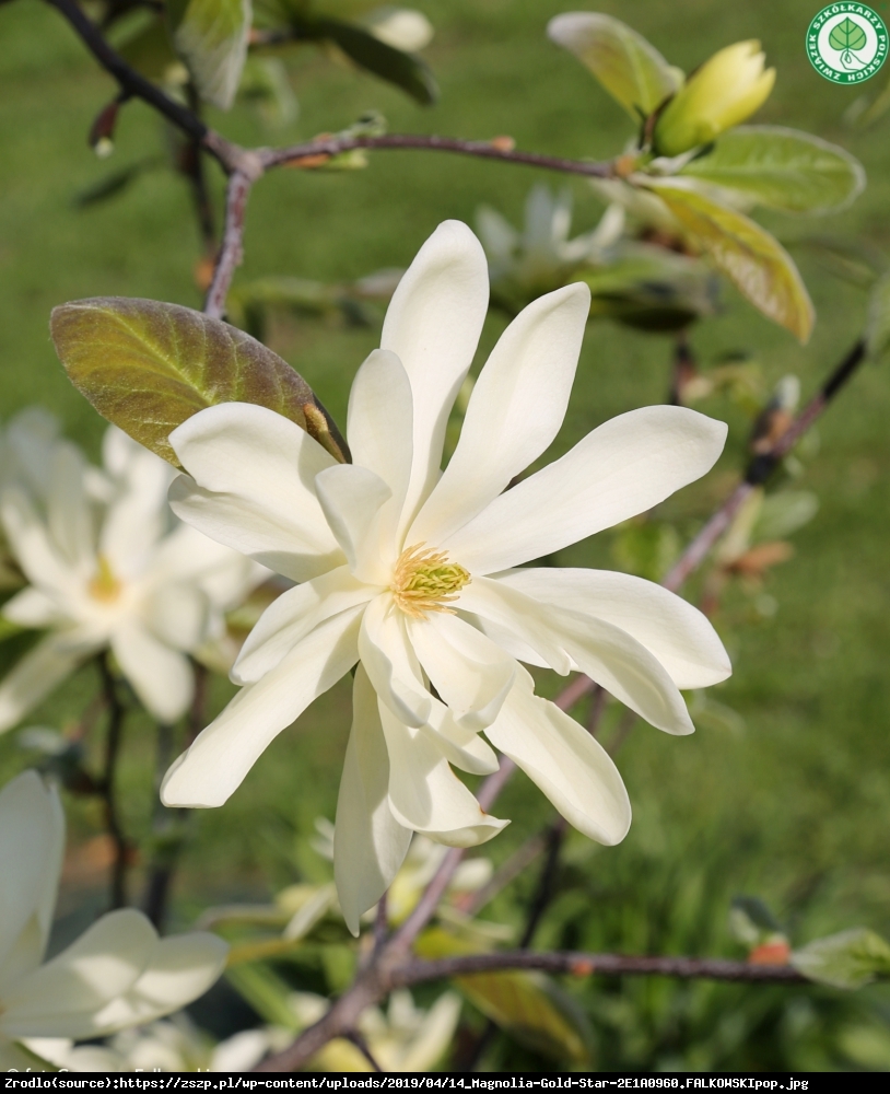 Magnolia duża Gold star - Magnolia Gold star
