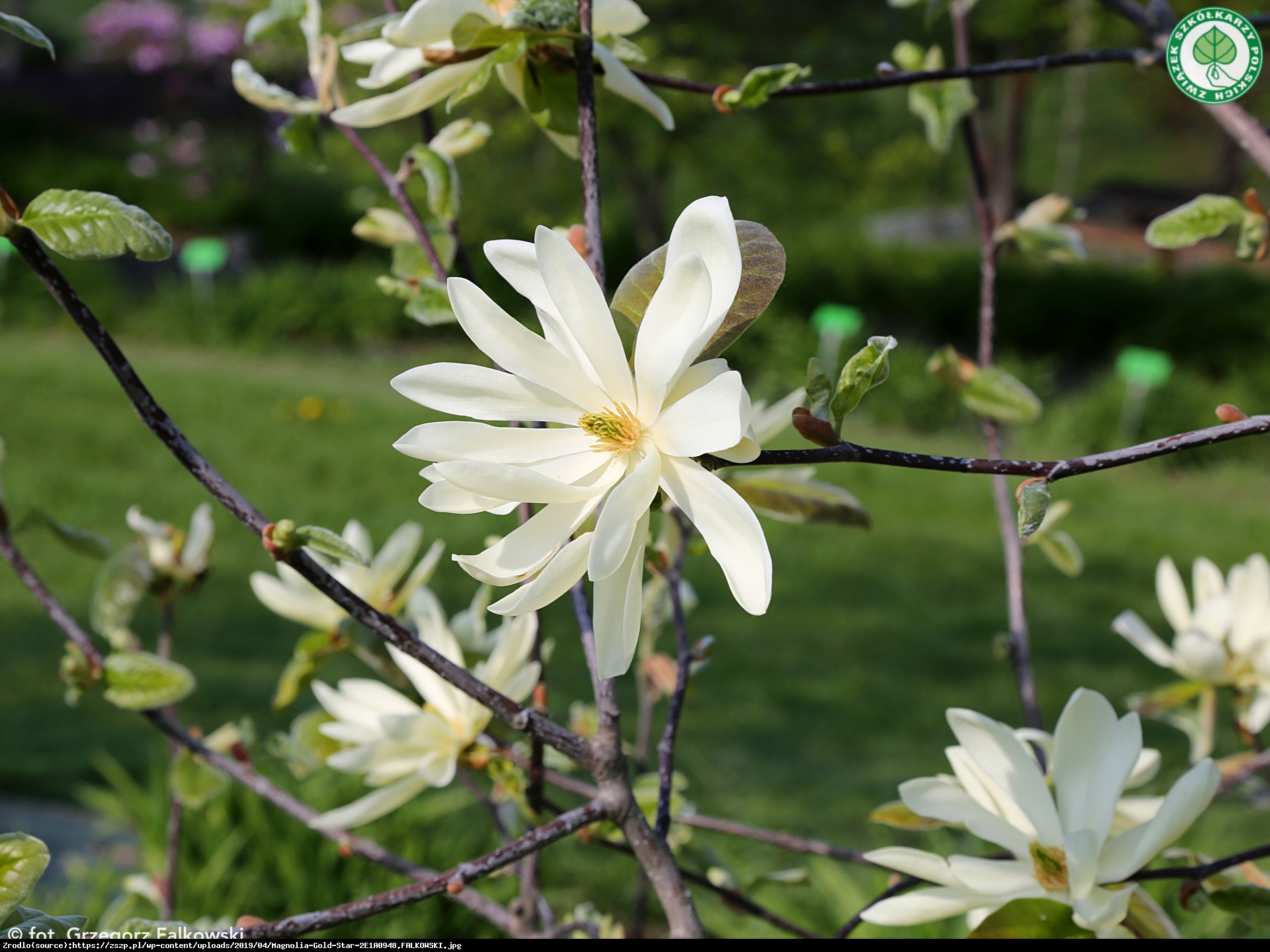 Magnolia duża Gold star - Magnolia Gold star