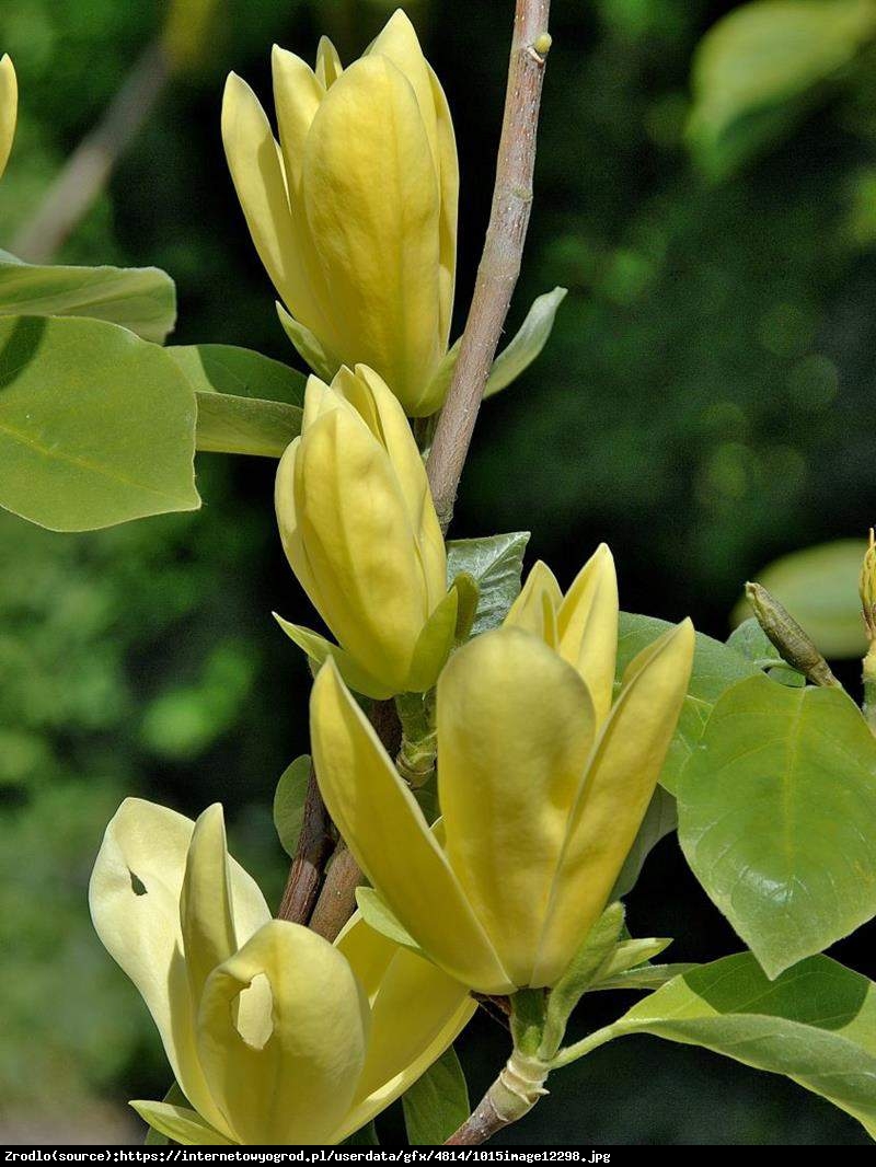 Magnolia duża Daphne - Magnolia Daphne