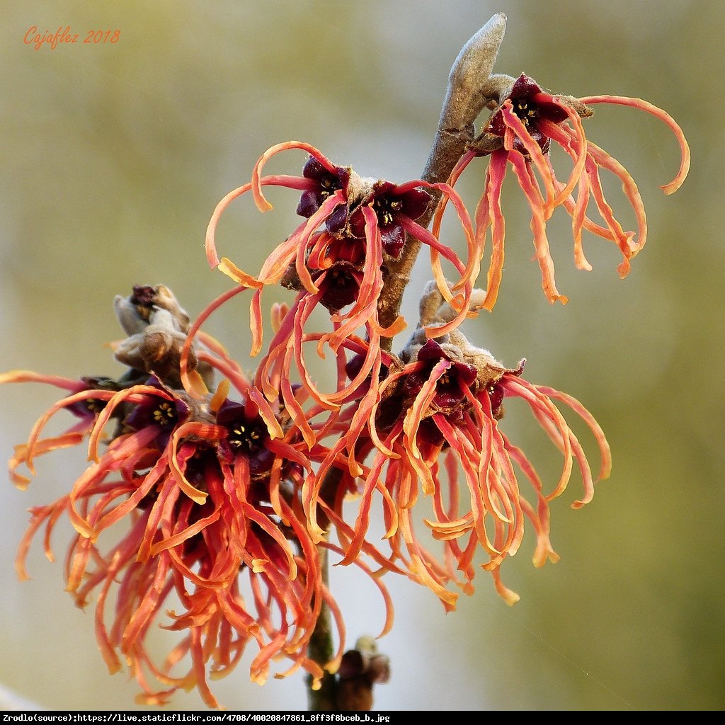 Oczar pośredni Jelena - Hamamelis  intermedia Jelena