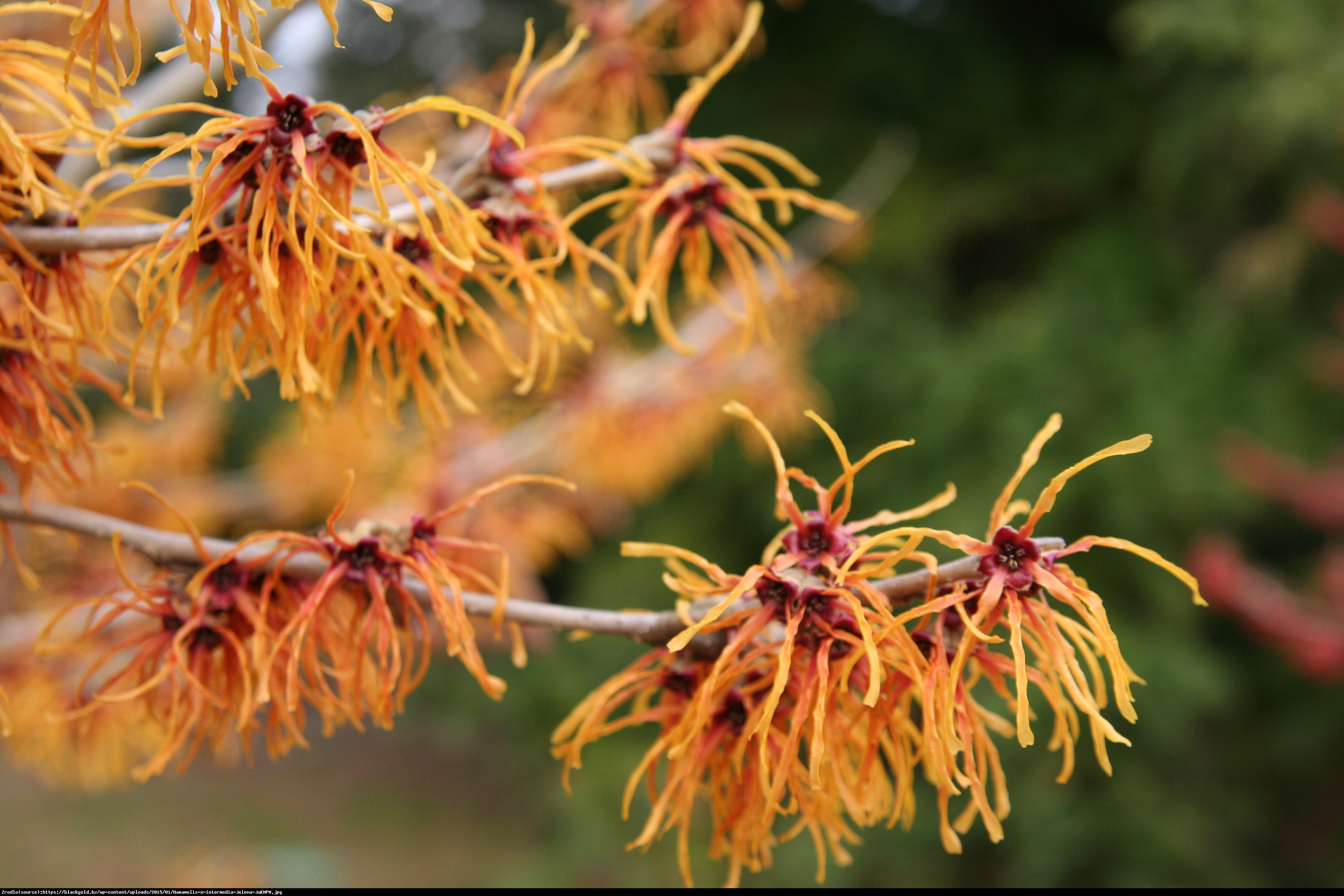 Oczar pośredni Jelena - Hamamelis  intermedia Jelena