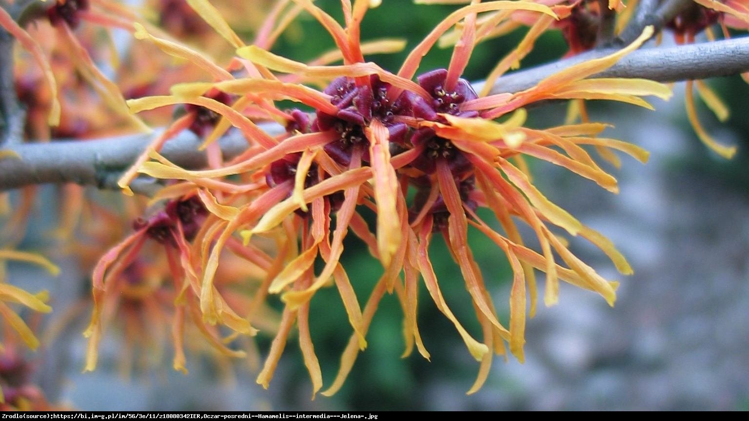 Oczar pośredni Jelena - Hamamelis  intermedia Jelena