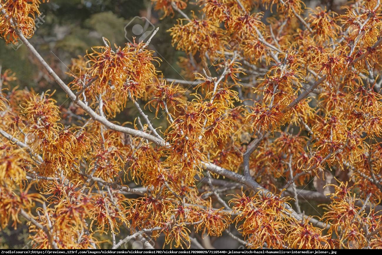 Oczar pośredni Jelena - Hamamelis  intermedia Jelena