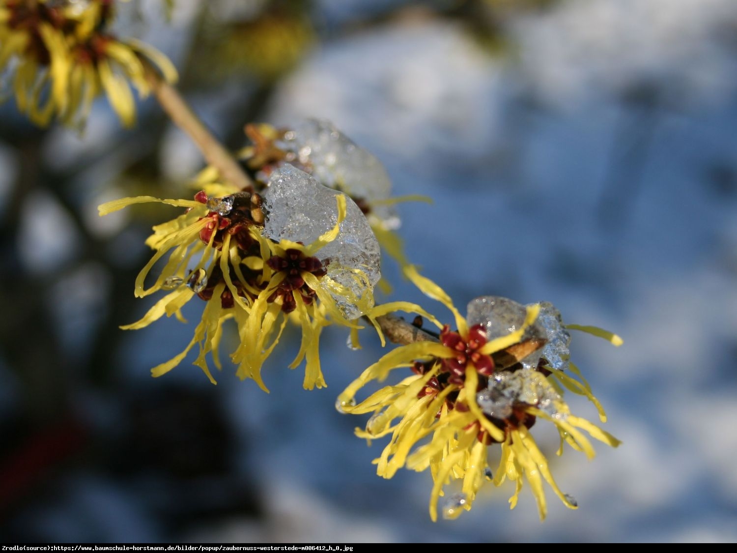 Oczar pośredni Westerstede - Hamamelis intermedia Westerstede