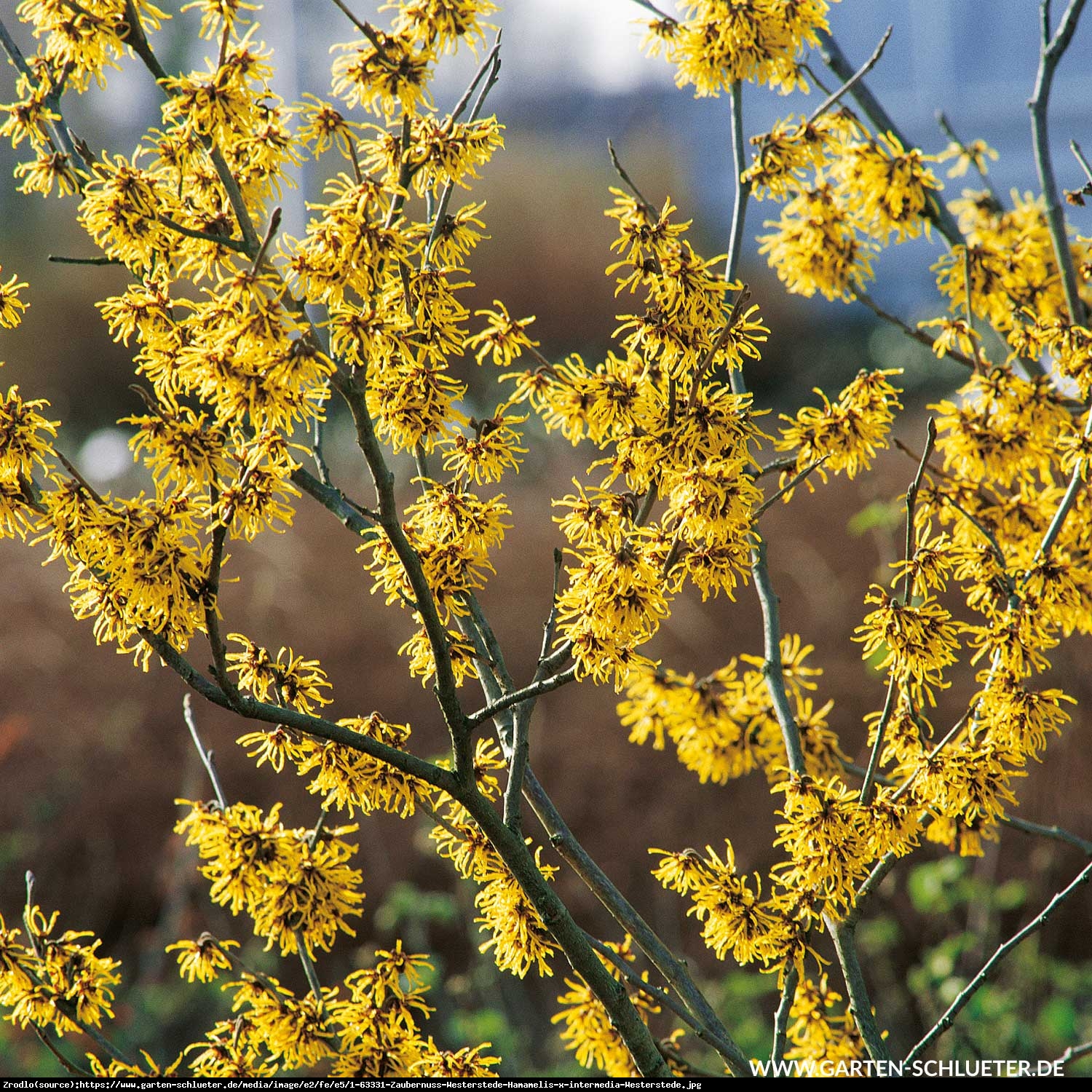 Oczar pośredni Westerstede - Hamamelis intermedia Westerstede