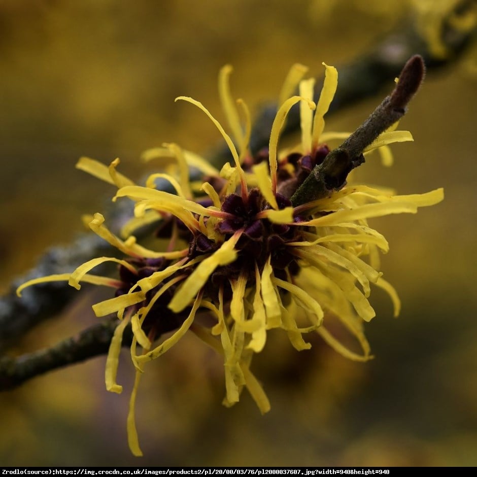 Oczar pośredni Westerstede - Hamamelis intermedia Westerstede