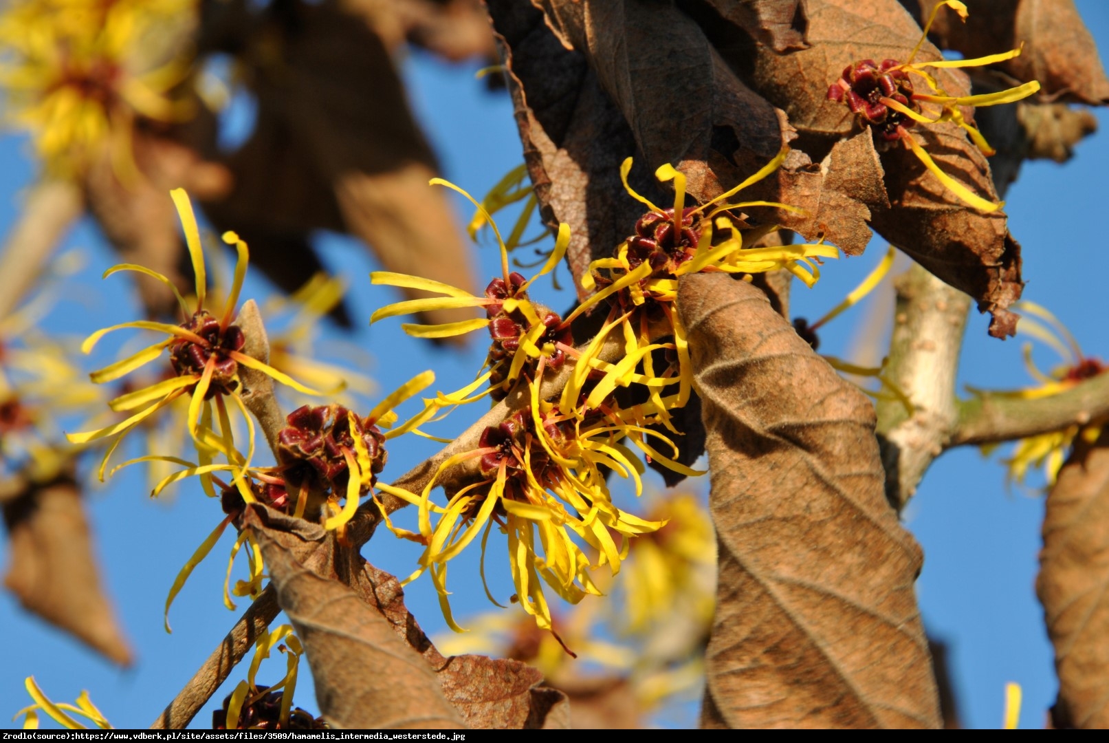 Oczar pośredni Westerstede - Hamamelis intermedia Westerstede