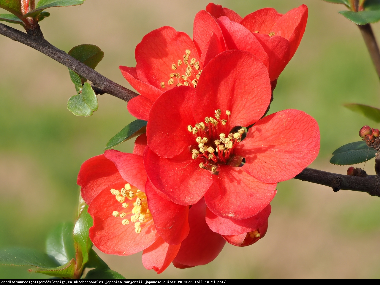 Pigwowiec japoński Sargentii - Chaenomeles japonica Sargentii 