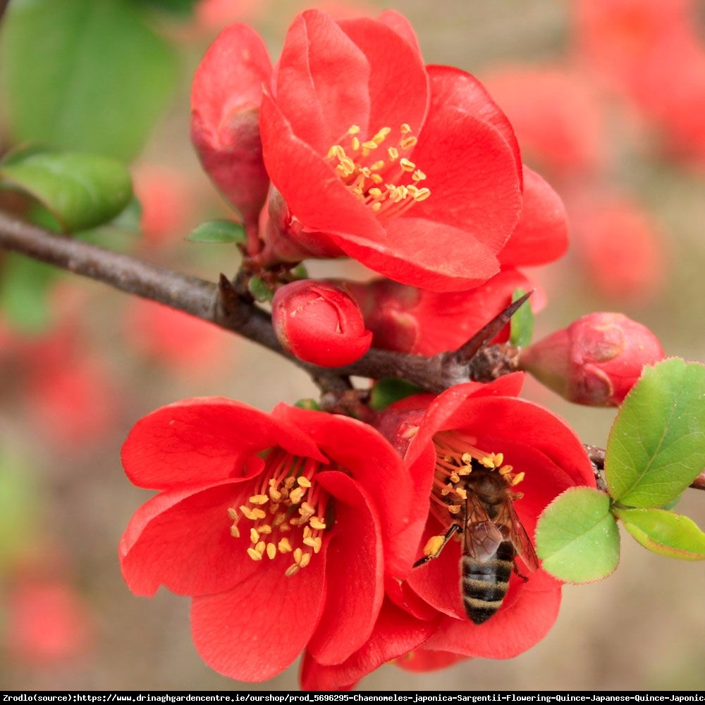 Pigwowiec japoński Sargentii - Chaenomeles japonica Sargentii 