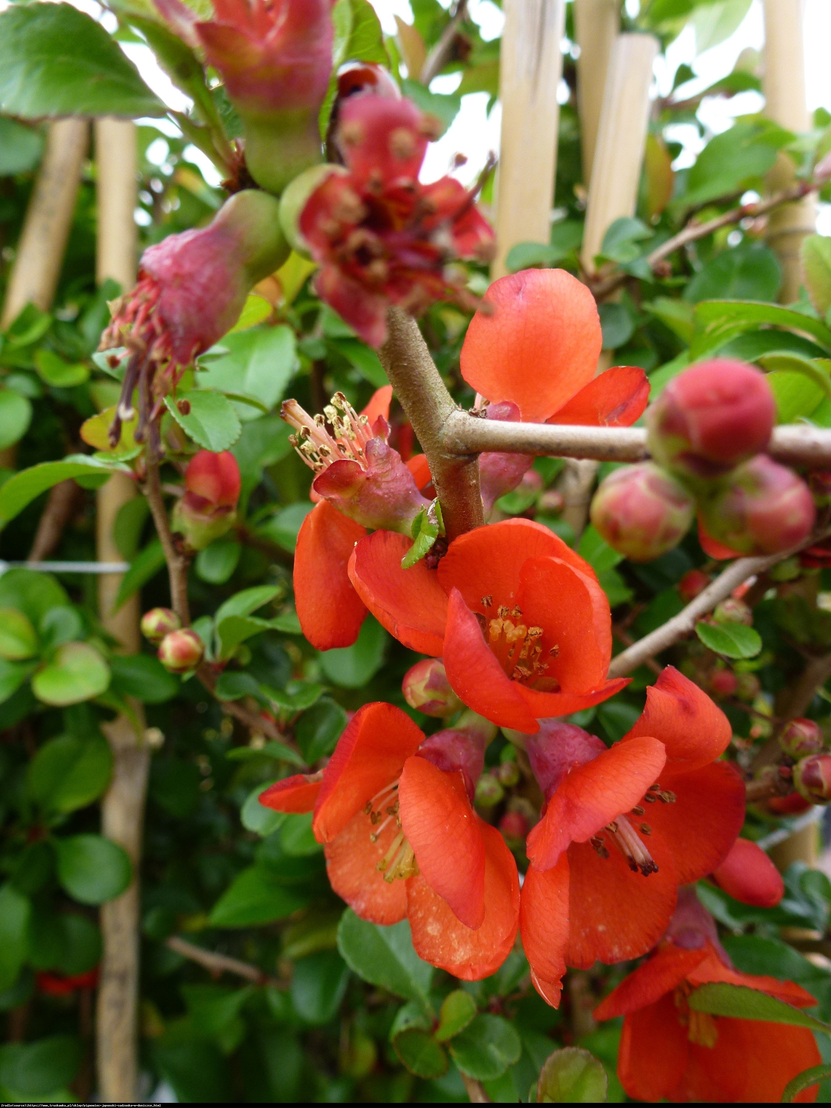 Pigwowiec japoński Sargentii - Chaenomeles japonica Sargentii 