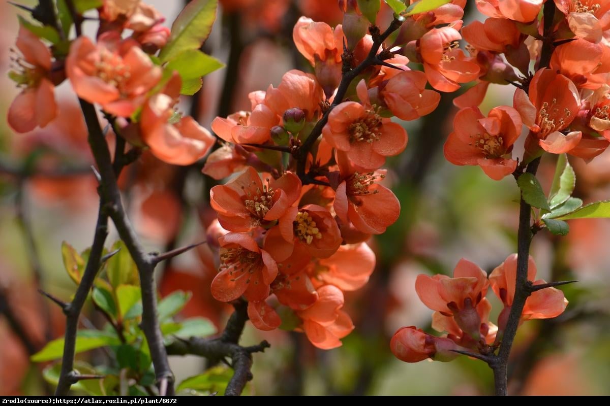 Pigwowiec japoński Sargentii - Chaenomeles japonica Sargentii 