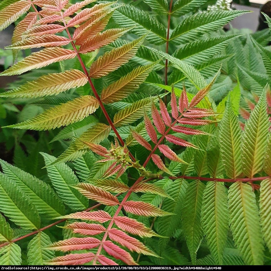 Tawlina jarzebolistna - Sorbaria Sorbiforia