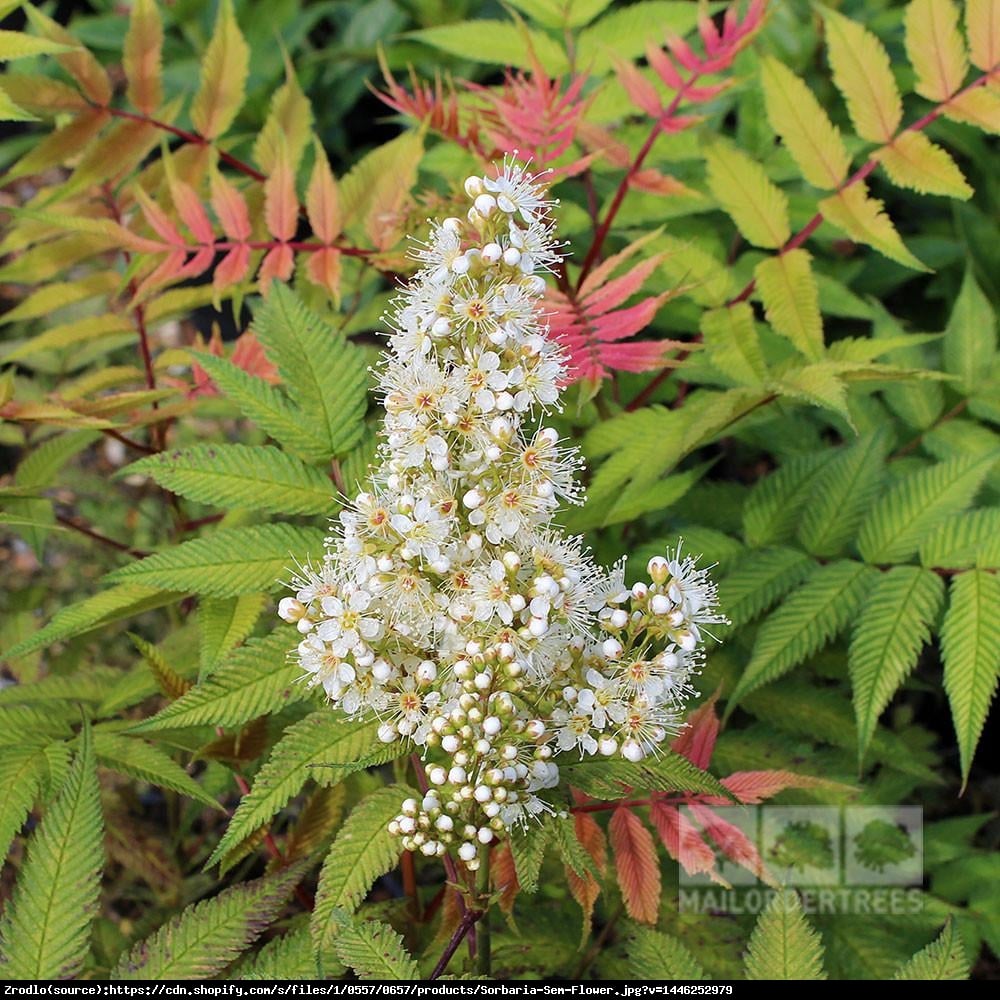 Tawlina jarzebolistna - Sorbaria Sorbiforia