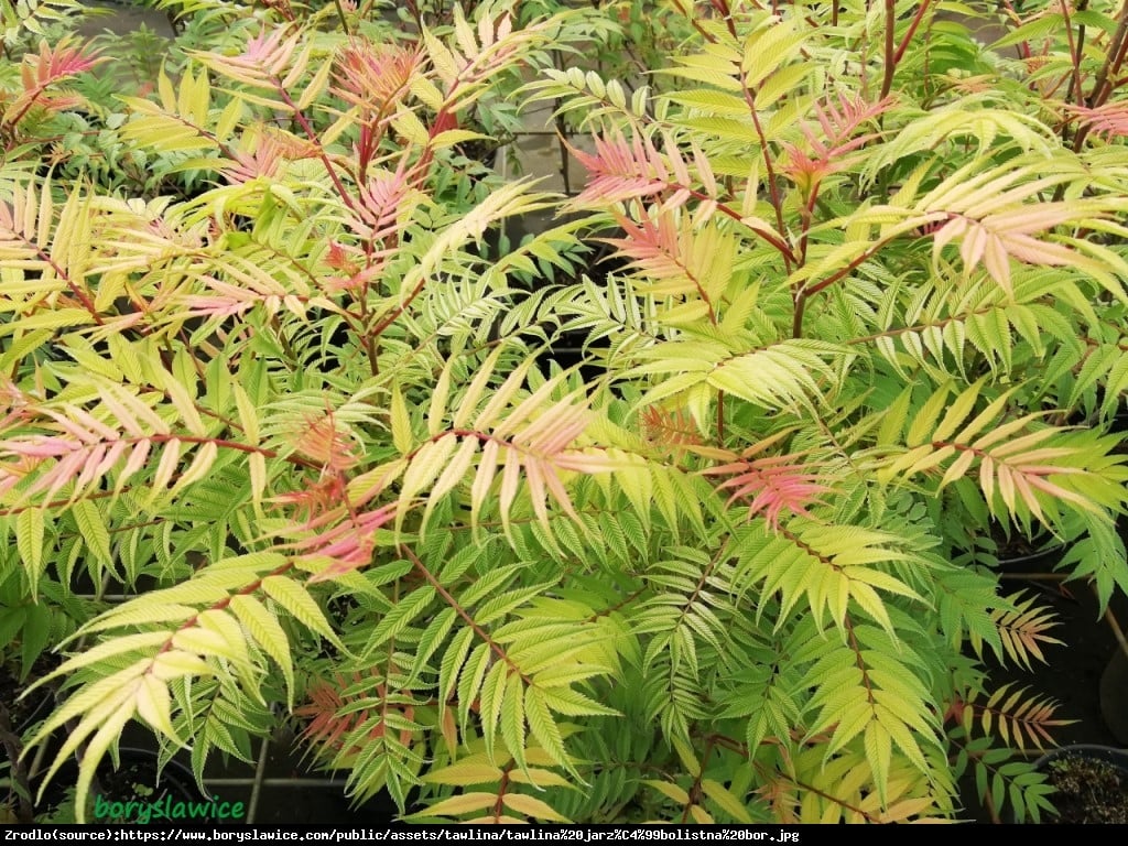 Tawlina jarzebolistna - Sorbaria Sorbiforia