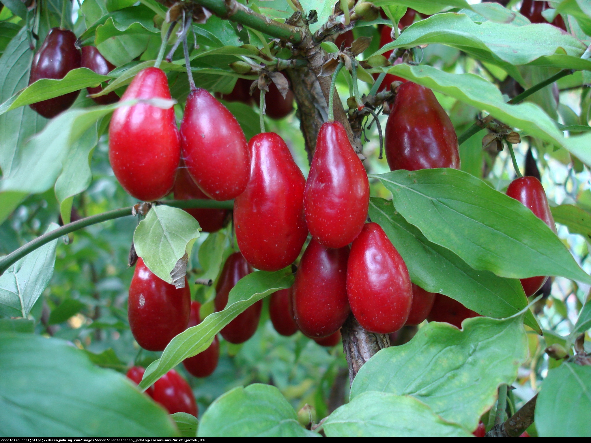 Dere Jadalny Pionier Cornus Mas Pionier Dere Jadalny Pionier Cornus Mas Pionier