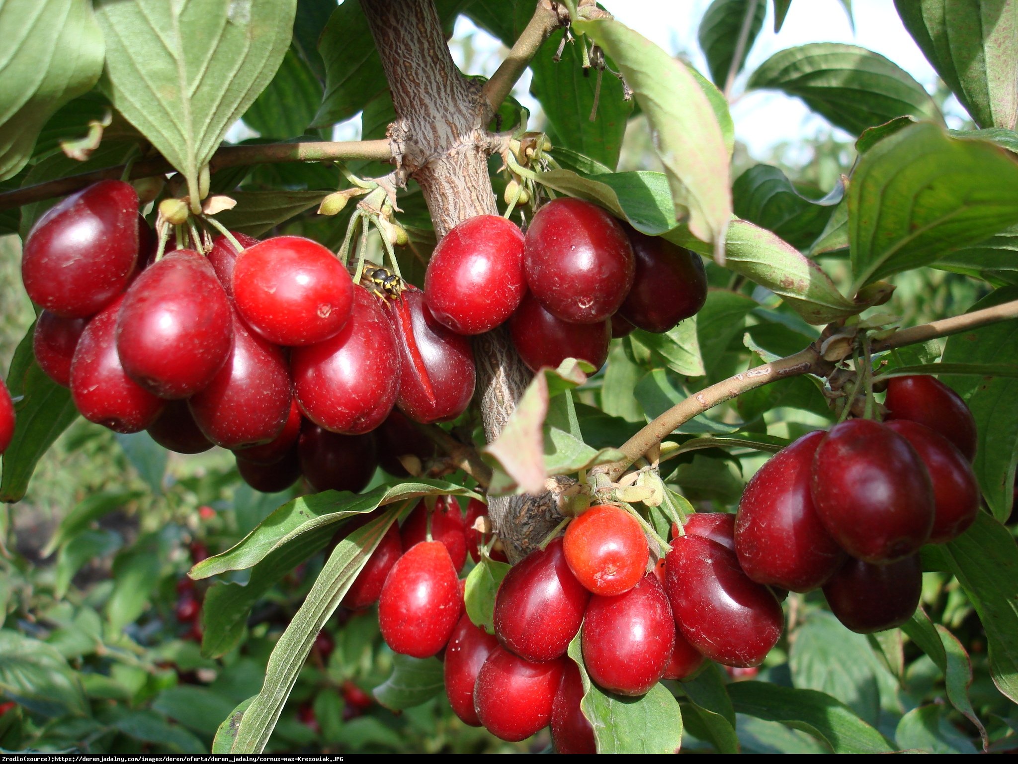 Dereń jadalny Elegantnyj - KOMPAKTOWY, NAJWCZEŚNIEJSZY - Cornus mas Elegantnyj