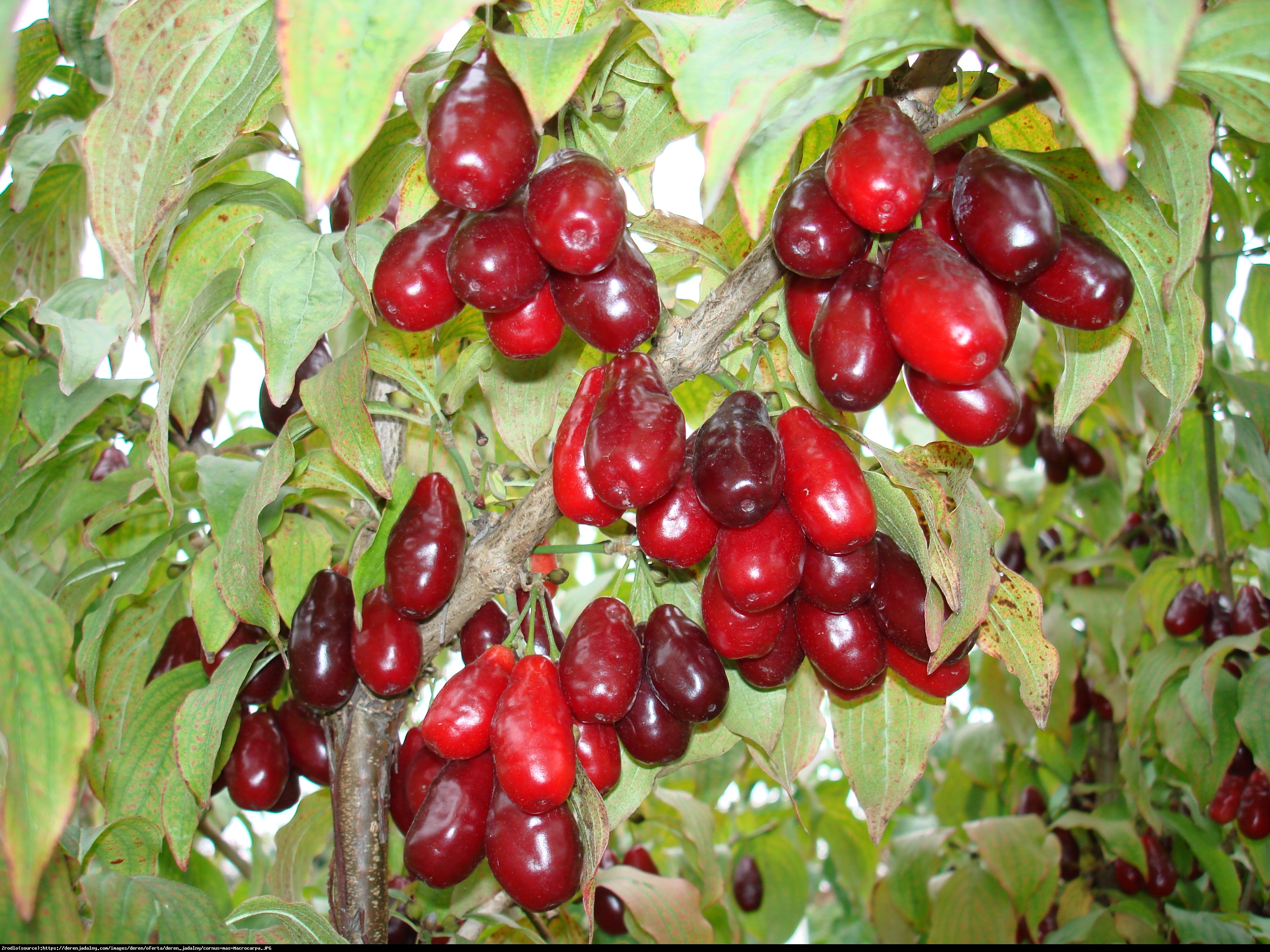 Dereń jadalny Elegantnyj - KOMPAKTOWY, NAJWCZEŚNIEJSZY - Cornus mas Elegantnyj