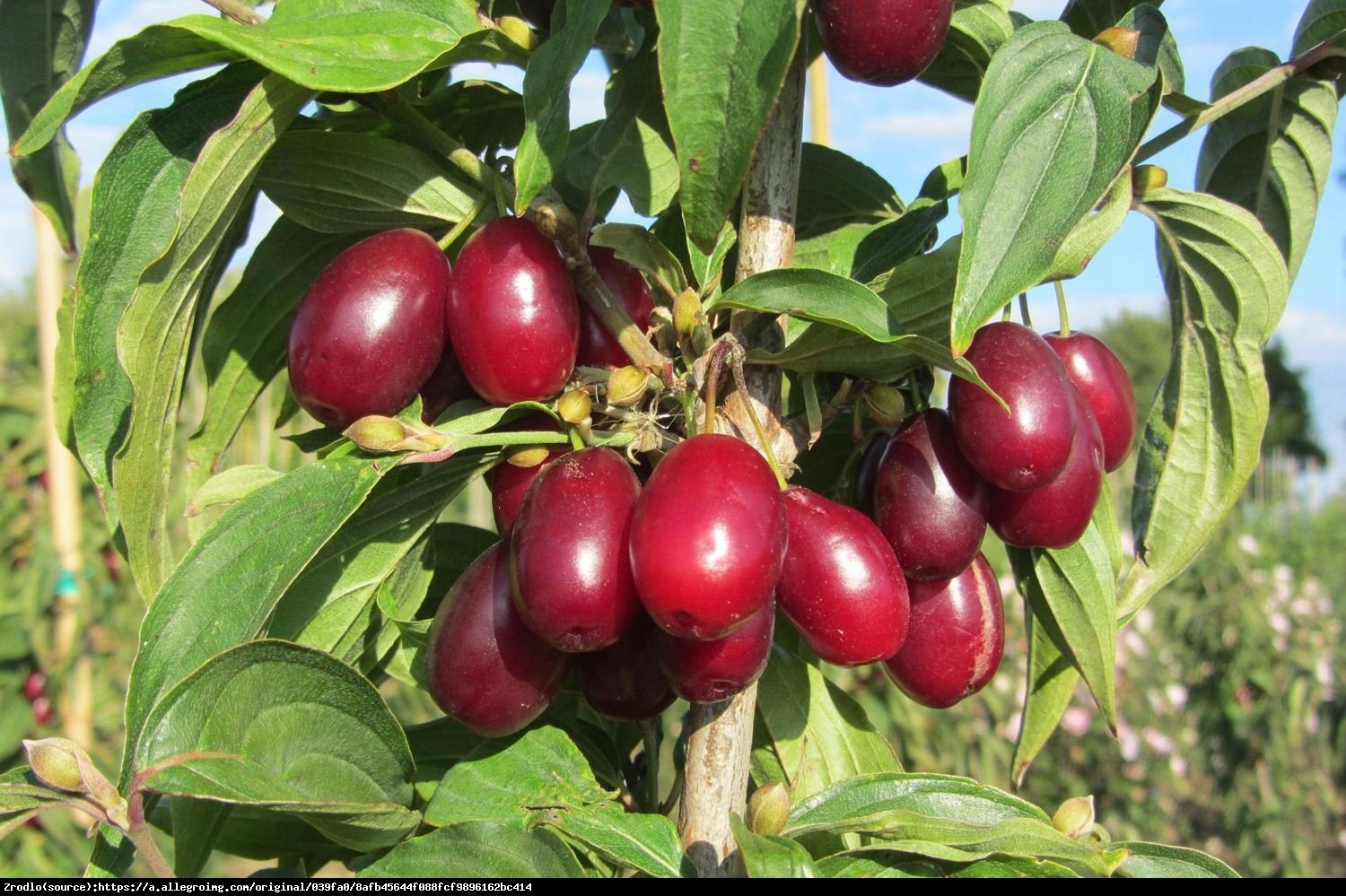 Dereń jadalny Jolico - CIEMNOCZERWONY, DUŻY OWOC - Cornus mas Jolico