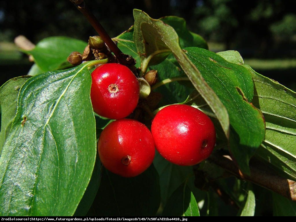 Dereń jadalny Jolico - CIEMNOCZERWONY, DUŻY OWOC - Cornus mas Jolico