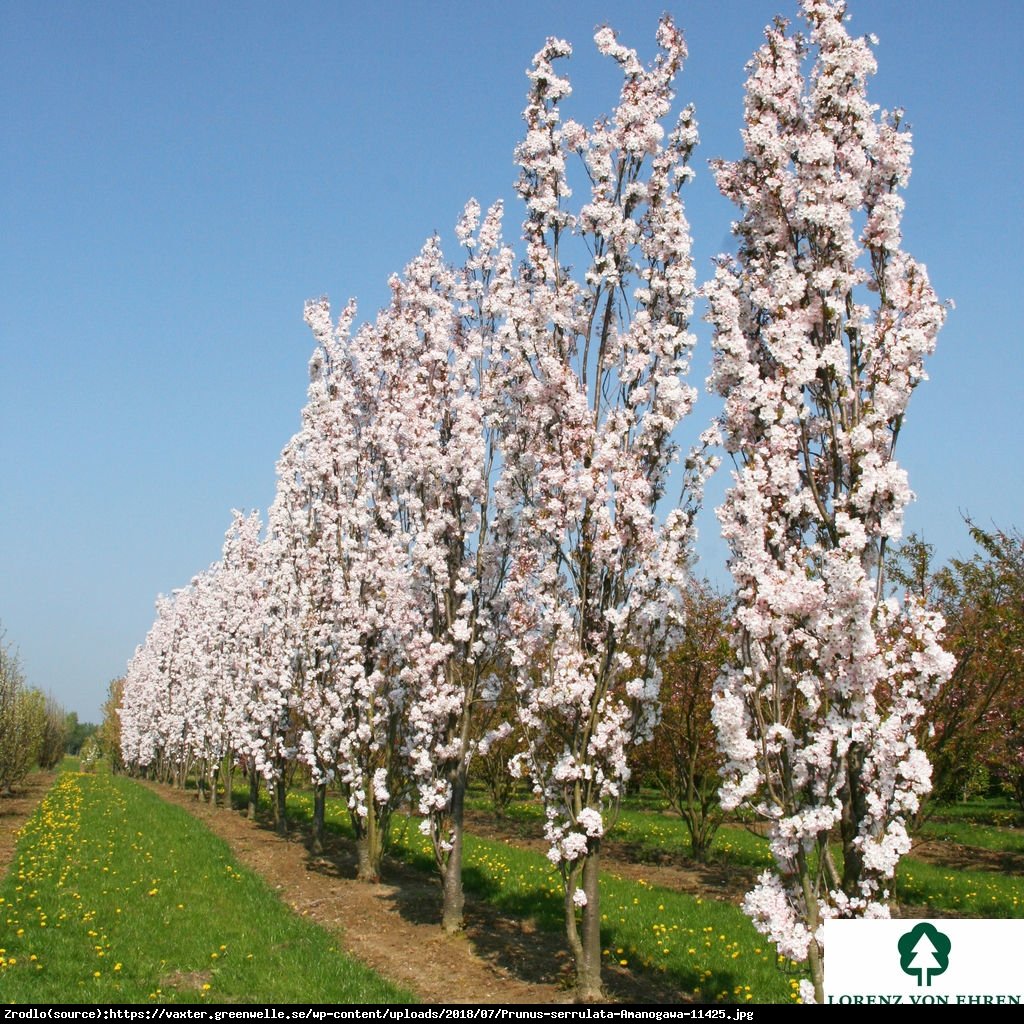 Wiśnia piłkowana Amonagawa - Prunus serrulata Amonagawa