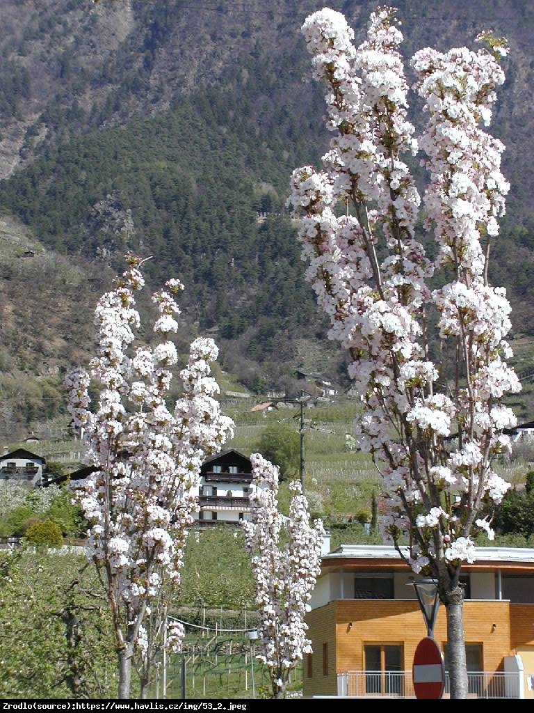 Wiśnia piłkowana Amonagawa - Prunus serrulata Amonagawa