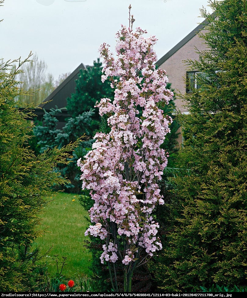 Wiśnia piłkowana Amonagawa - Prunus serrulata Amonagawa