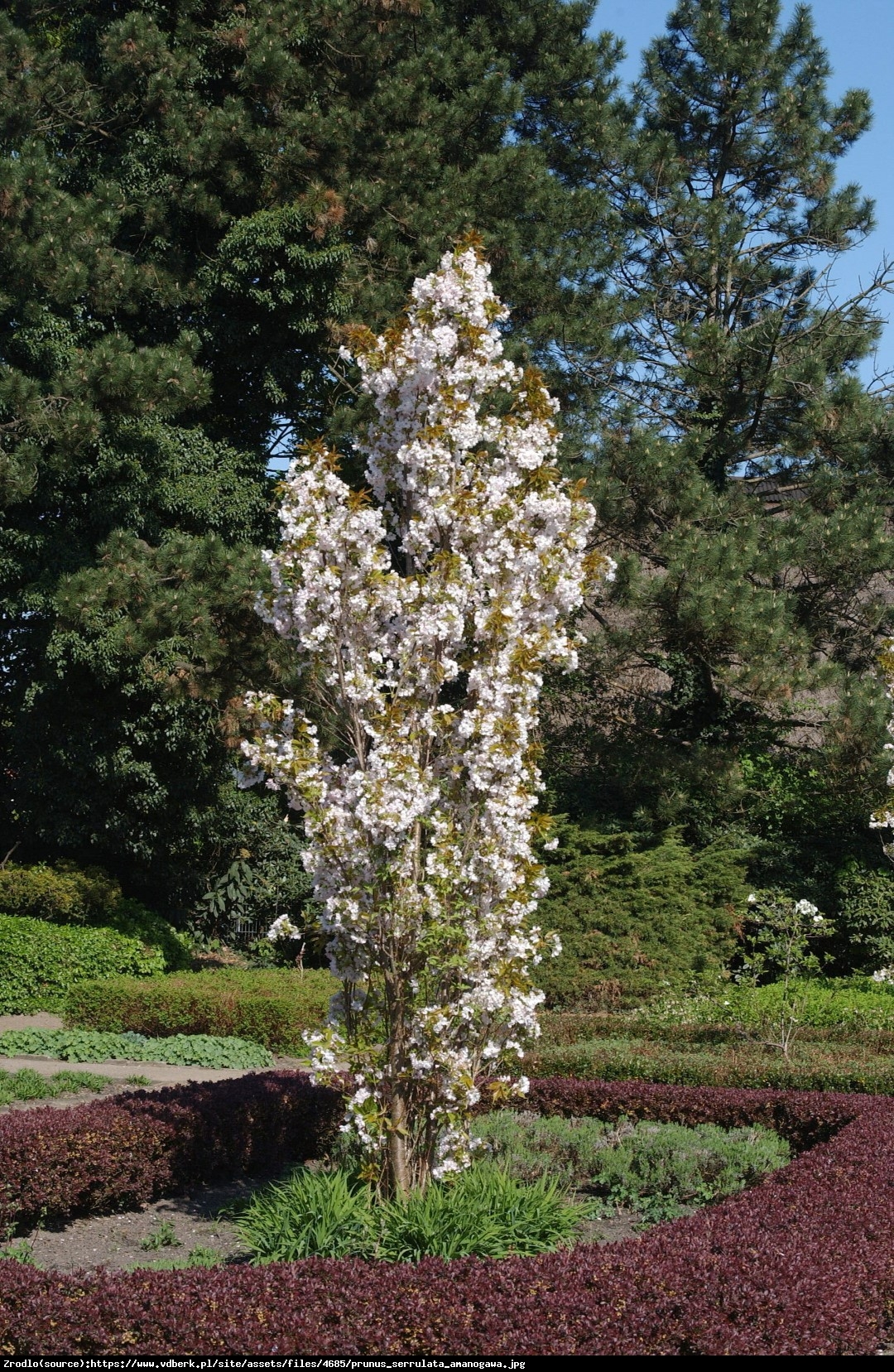 Wiśnia piłkowana Amonagawa - Prunus serrulata Amonagawa