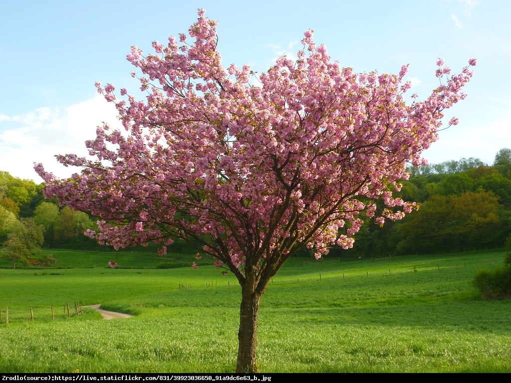 Wiśnia piłkowana Kanzan - Prunus serrulata Kanzan