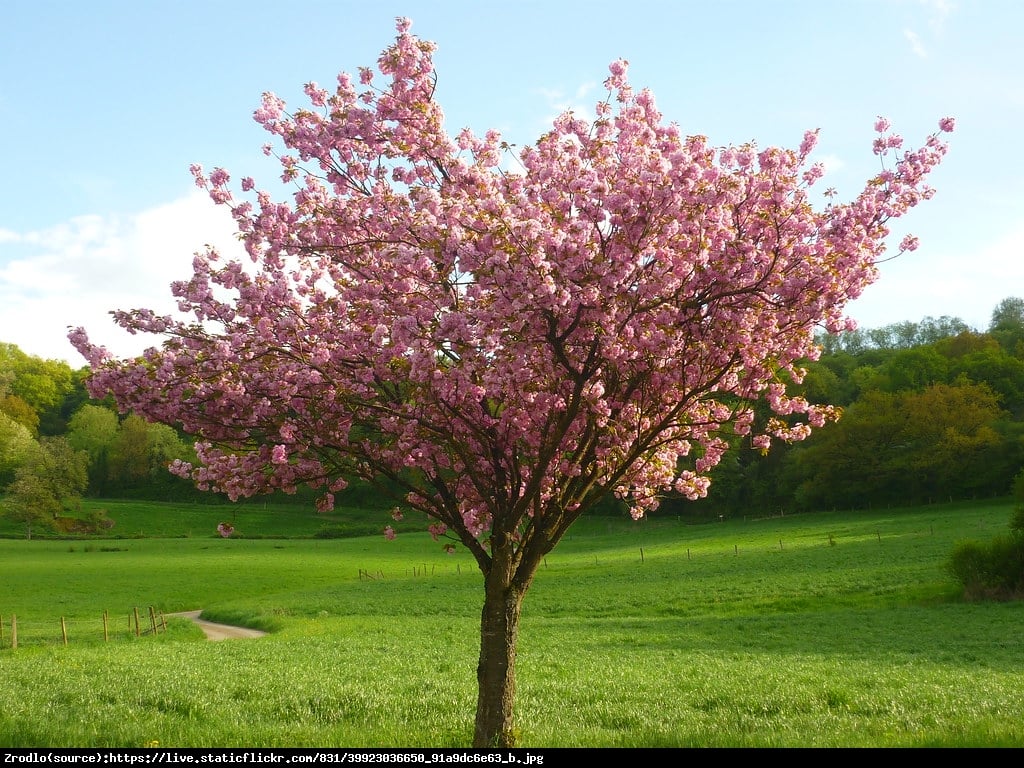 Wiśnia piłkowana Kanzan - Prunus serrulata Kanzan