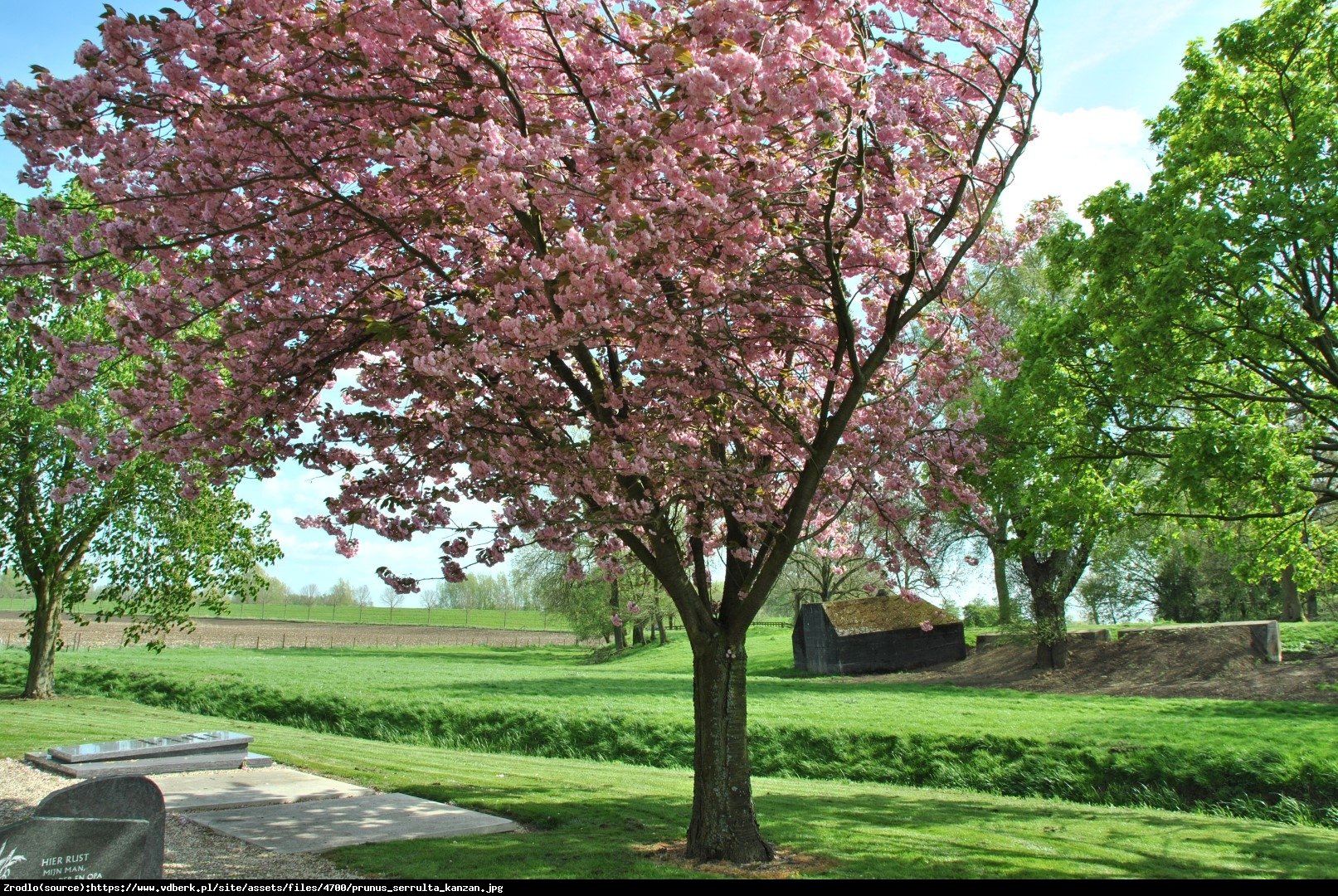 Wiśnia piłkowana Kanzan - Prunus serrulata Kanzan