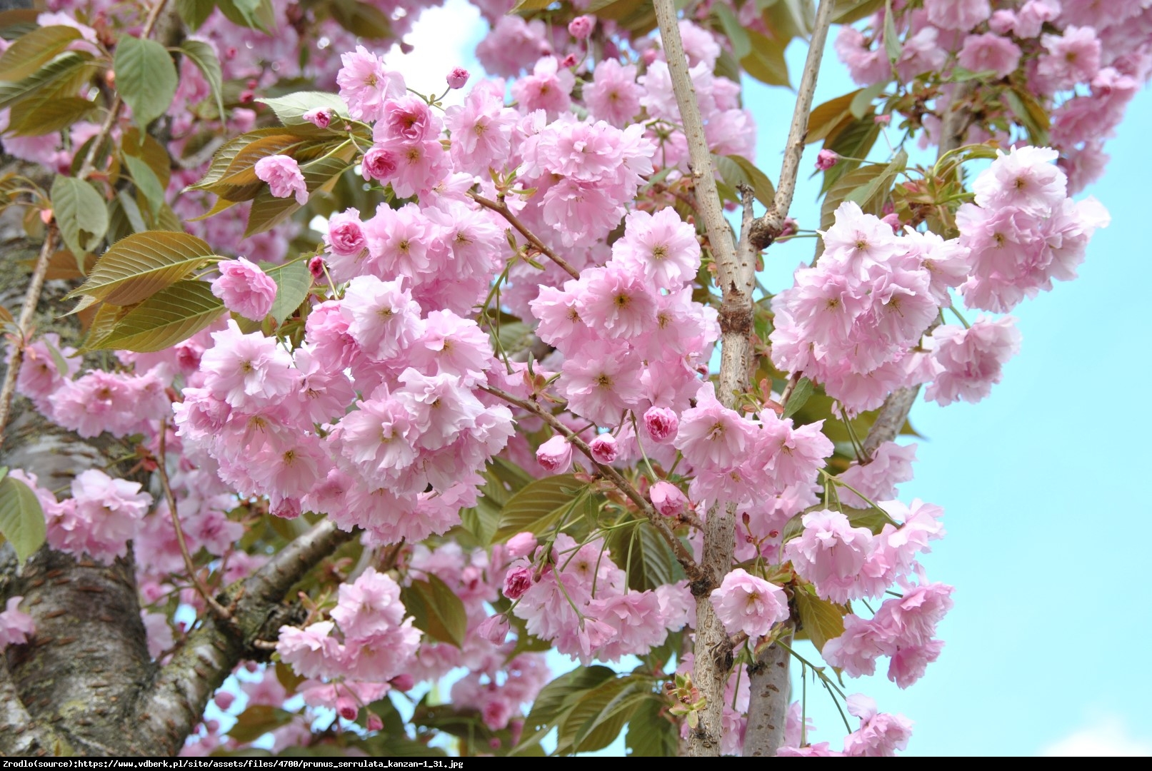 Wiśnia piłkowana Kanzan - Prunus serrulata Kanzan