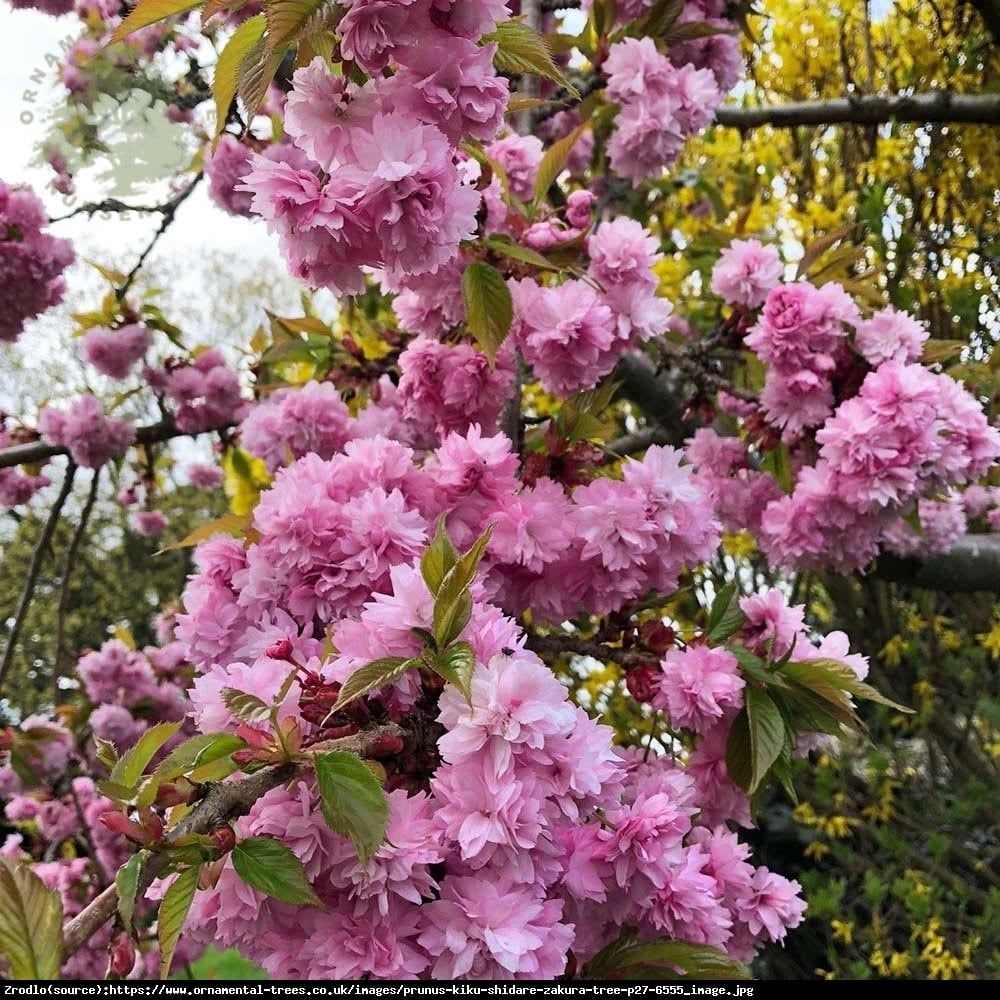 Wiśnia piłkowana kikushidare-zakura - Prunus serrulata kiku-shidare-zakura