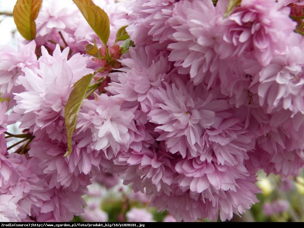 Wiśnia piłkowana kikushidare-zakura - Prunus serrulata kiku-shidare-zakura