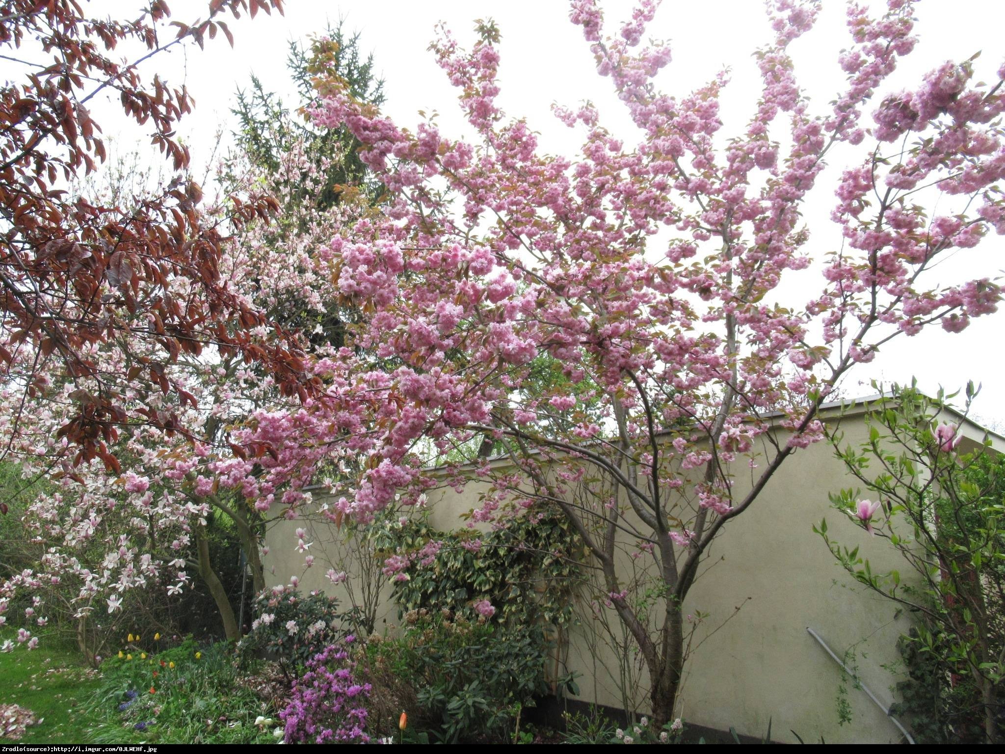 Wiśnia piłkowana kikushidare-zakura - Prunus serrulata kiku-shidare-zakura