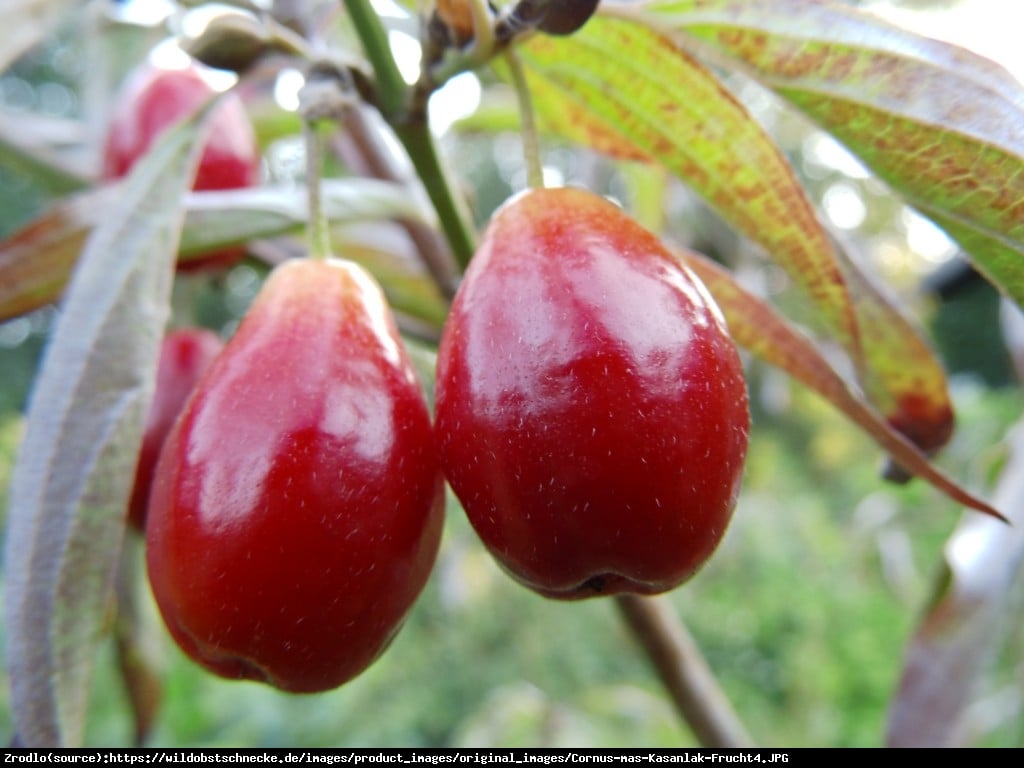 Dereń jadalny KASANLAK - WYBORNA NALEWKA!!! - Cornus mas KASANLAK 