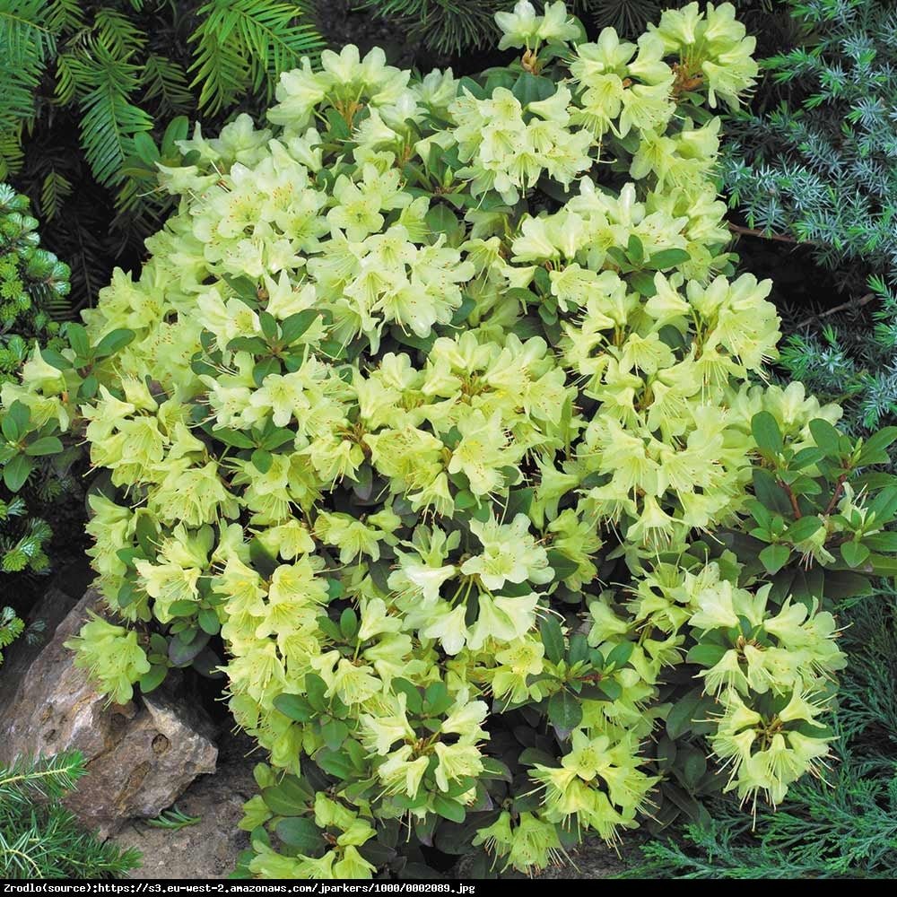 Różanecznik Azalia Princess Ann - Azalea japonica Princess Anne