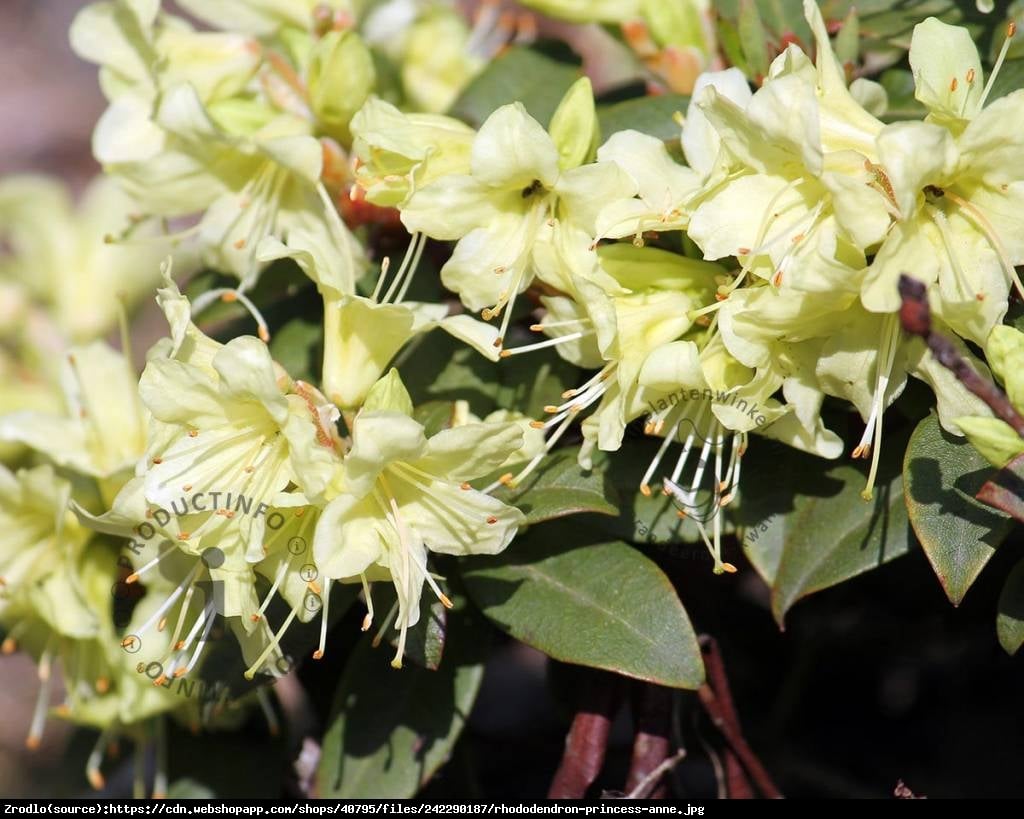 Różanecznik Azalia Princess Ann - Azalea japonica Princess Anne