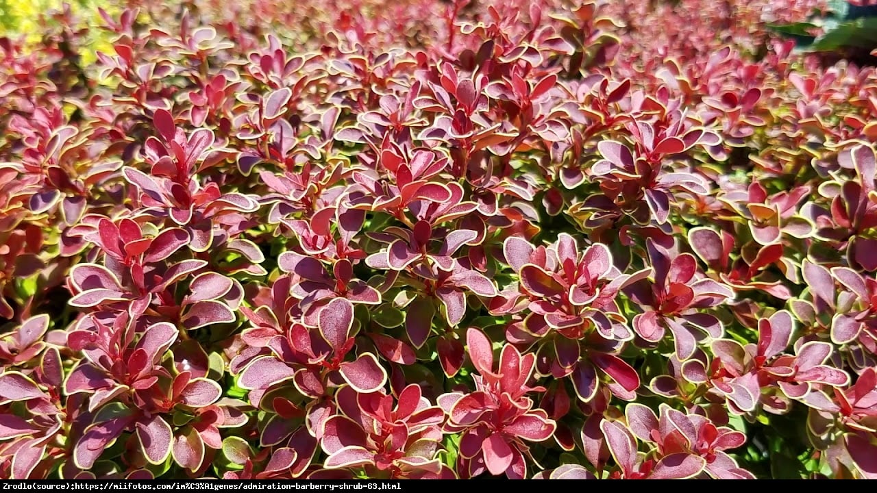 Berberys Admiration  - Berberis thunbergii Admiration  