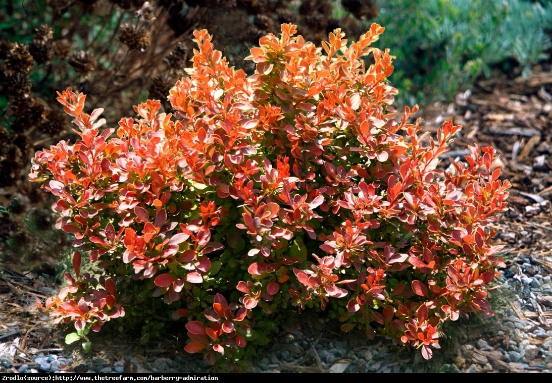 Berberys Admiration  - Berberis thunbergii Admiration  